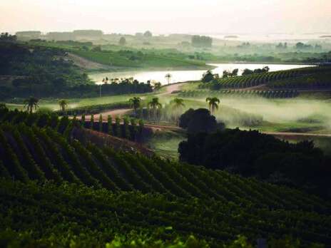 Uruguay: The little wine country that could Uruguay: The little wine country that could