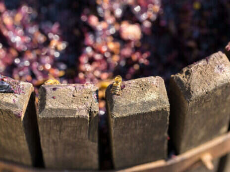 The basket press comes back to Burgundy The basket press comes back to Burgundy