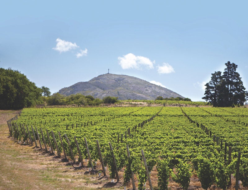 Tannat: Home away from home