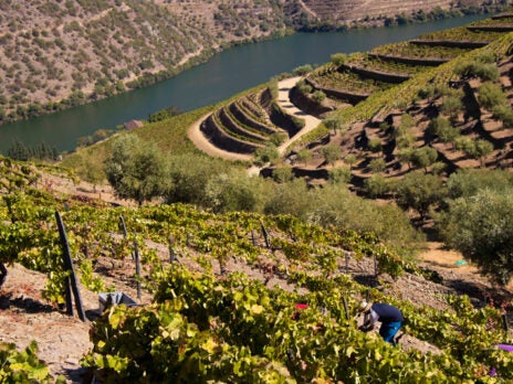 The Fladgate Partnership declares 2016 a "Classic" Vintage