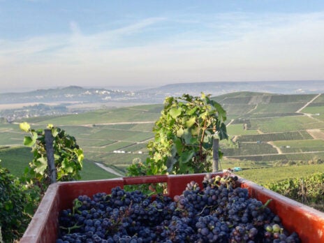 Champagne Bollinger Vins Clairs 2016 Tasting