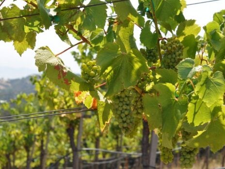 The Great Organic Grape Scam
