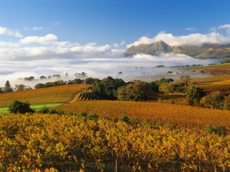 Vineyard with a View: South Africa Vineyard with a View: South Africa