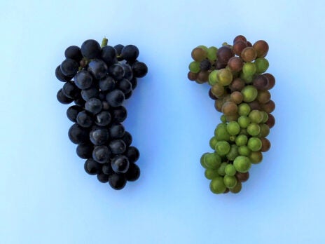 Pinot Précoce
