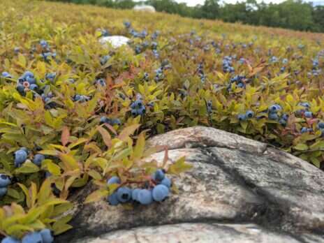 Reflections from a year with wine: Bluet, Maine's sparkling blueberry wine Reflections from a year with wine: Bluet, Maine's sparkling blueberry wine