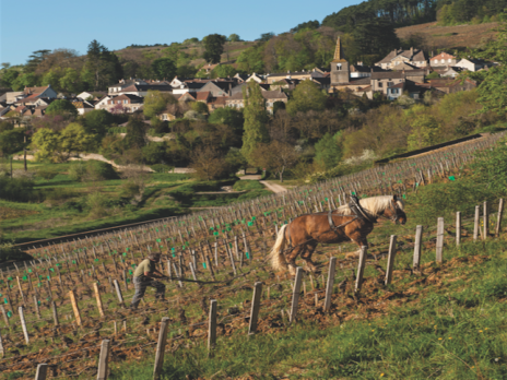 The golden age of Burgundy?