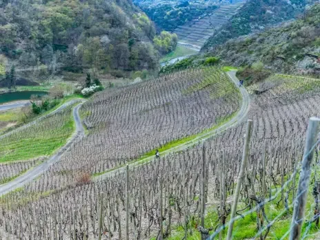 A fast-paced and well-timed primer on a prima donna grape variety A fast-paced and well-timed primer on a prima donna grape variety