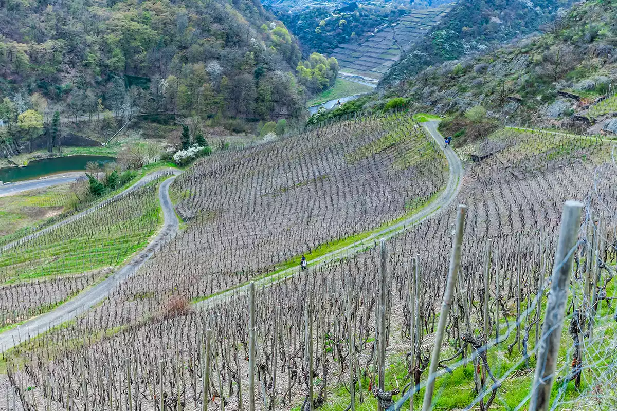A fast-paced and well-timed primer on a prima donna grape variety A fast-paced and well-timed primer on a prima donna grape variety