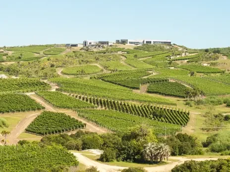 The emerging grand crus of South America: Maldonado The emerging grand crus of South America: Maldonado