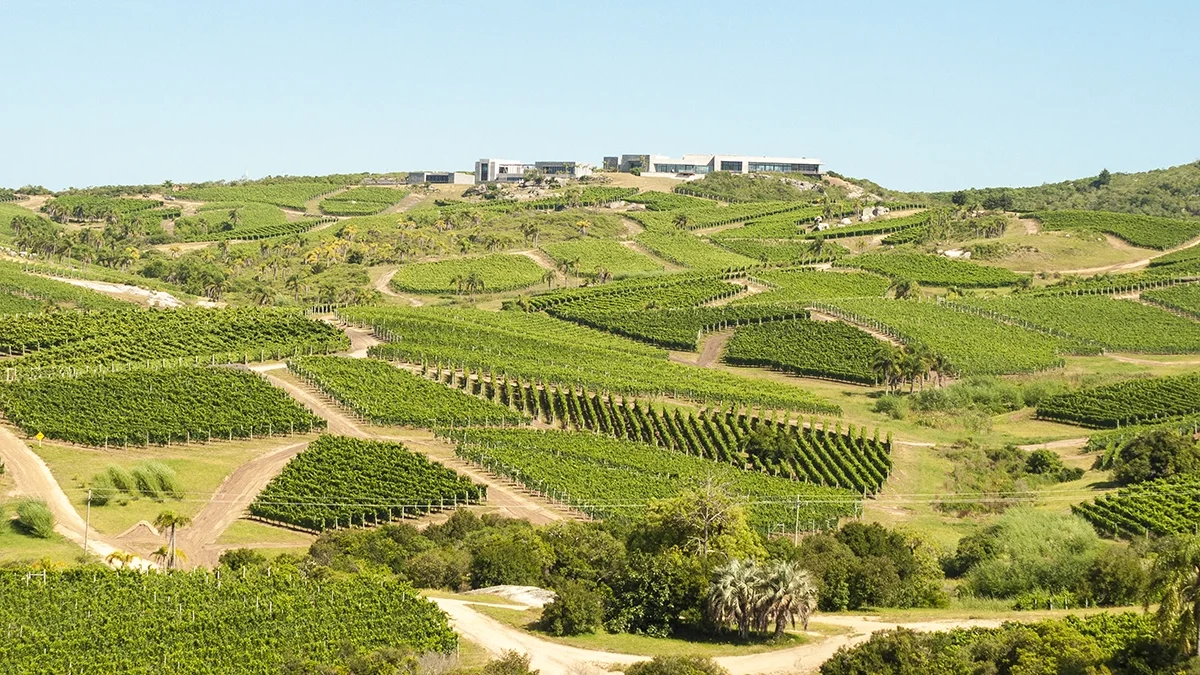 The emerging grand crus of South America: Maldonado The emerging grand crus of South America: Maldonado