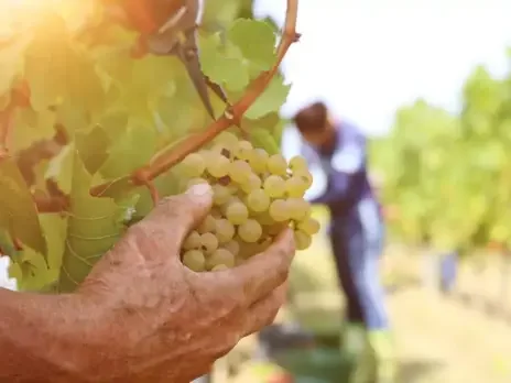 You say Chenin, we say Steen You say Chenin, we say Steen