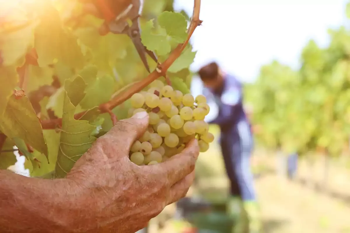 You say Chenin, we say Steen You say Chenin, we say Steen