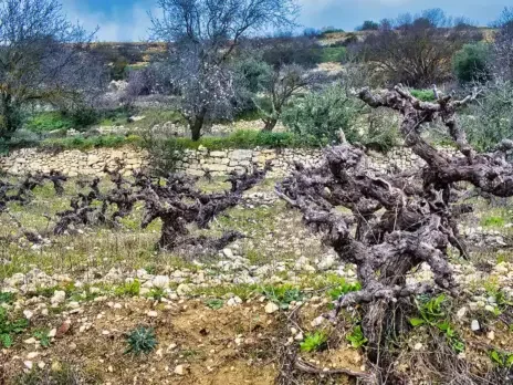 Cyprus: An island apart
