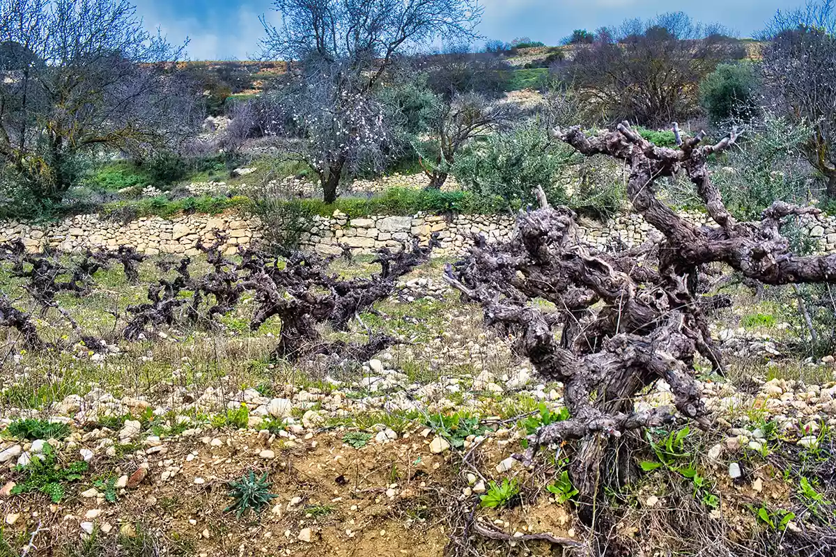Cyprus: An island apart Cyprus: An island apart