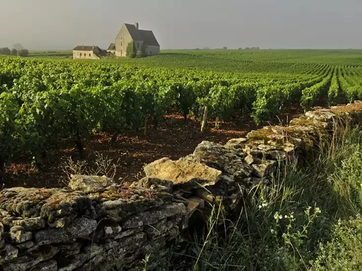 Tasting La Boudriotte with Bachelet
