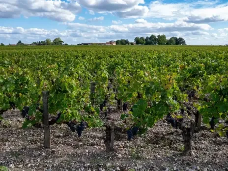 Does terroir exist?