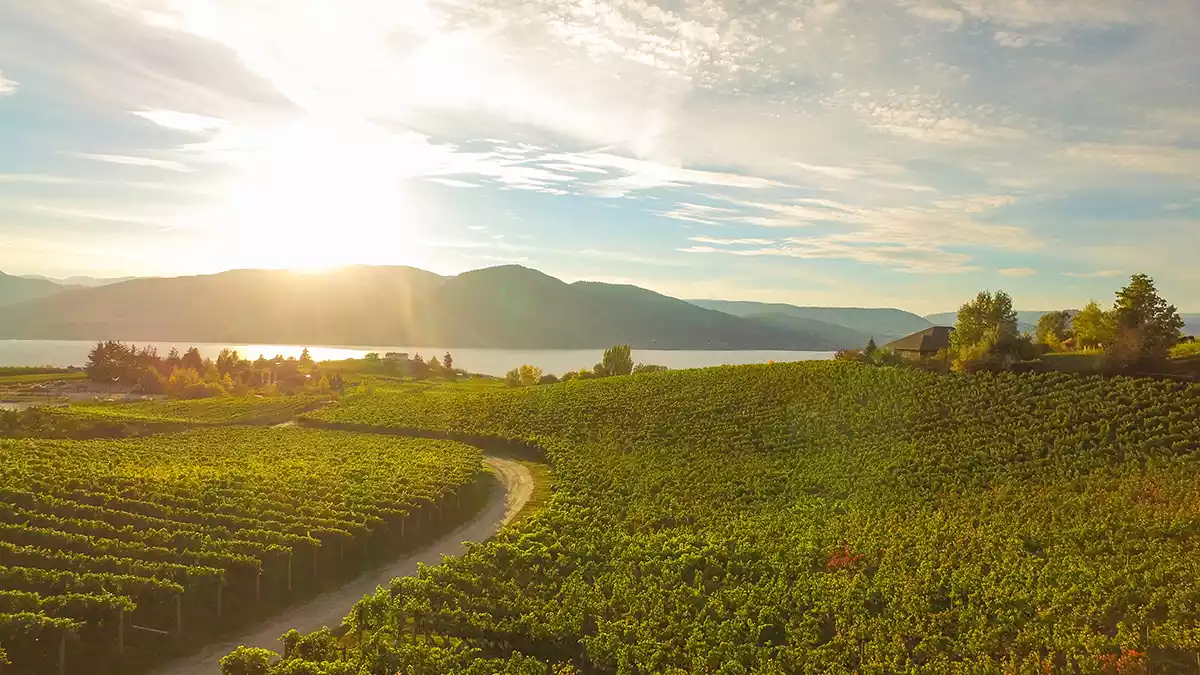 Naramata Bench: Okanagan Valley’s sweet spot?