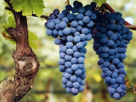 Typicity in wine: A dedicated follower of fashion Typicity in wine: A dedicated follower of fashion