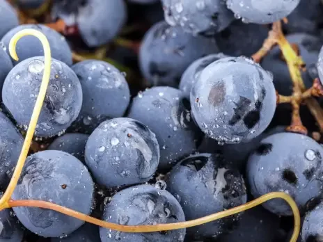 Southern hemisphere Cabernet Sauvignon: In the running Southern hemisphere Cabernet Sauvignon: In the running