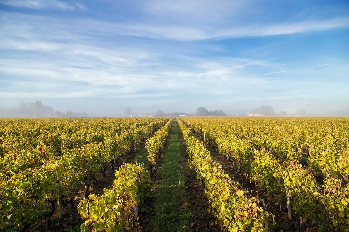 Bordeaux 2022 tasting notes: Sauternes Bordeaux 2022 tasting notes: Sauternes
