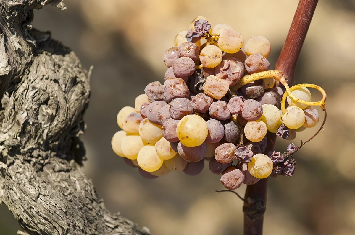 Bordeaux 2022 Field notes: Sauternes—ripeness is all Bordeaux 2022 Field notes: Sauternes—ripeness is all