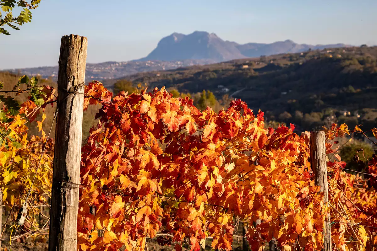 Taurasi: A new dawn for the Barolo of the South Taurasi: A new dawn for the Barolo of the South