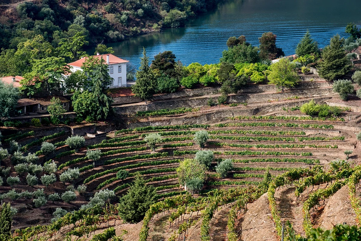 2021 Vintage Port: Cool quintas 2021 Vintage Port: Cool quintas